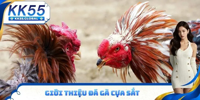 Loại hình đá gà cựa sắt siêu hút